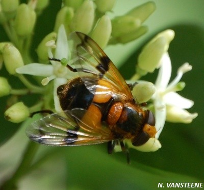 Volucella inflata